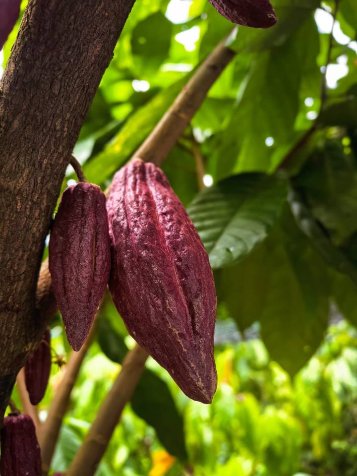 image-26f75ae0-5f4a-46c2-a814-8b0c47a2fd02