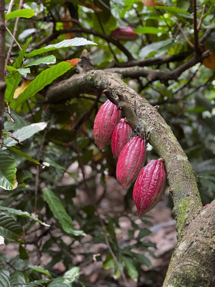 image-e37e762c-fe8d-4144-a55a-5b187dee83af